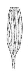 Zygodon rufescens, capsule, dry.
 Image: R.C. Wagstaff © Landcare Research 2017 